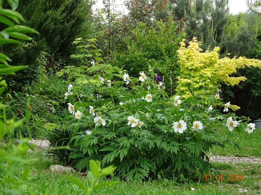 Early Windflower - Bujori 2024 -Dobarland