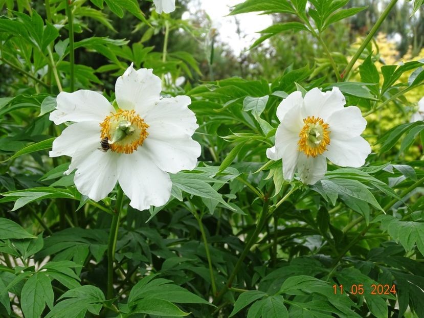 Early Windflower - Bujori 2024 -Dobarland