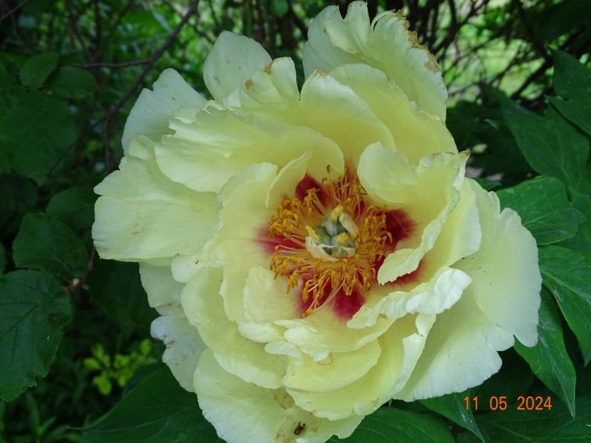 High Noon - Bujori 2024 -Dobarland