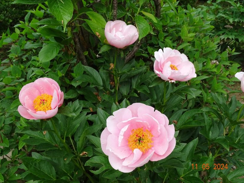 Soft Salmon Saucer - Bujori 2024 -Dobarland