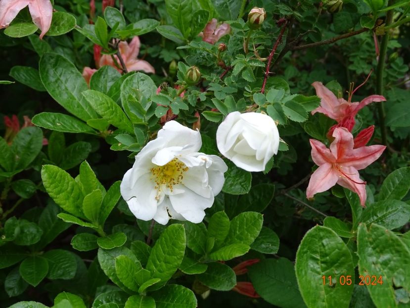  - Trandafiri 2024