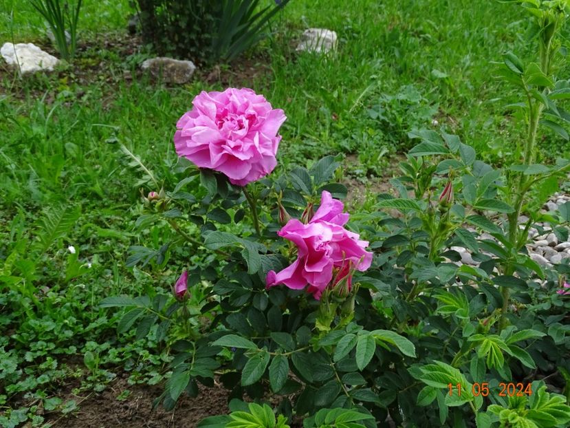 seedling - Trandafiri 2024