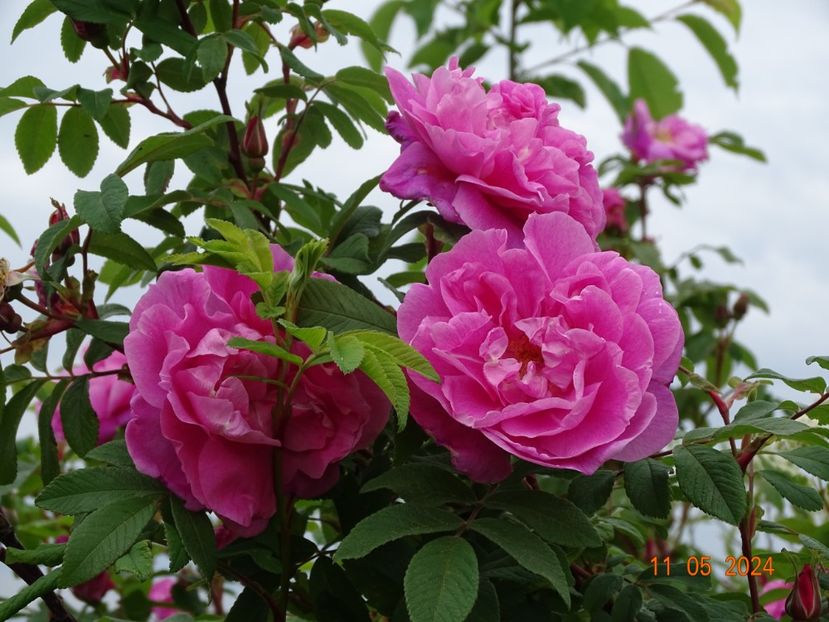  - Trandafiri 2024