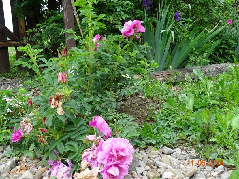 seedling - Trandafiri 2024