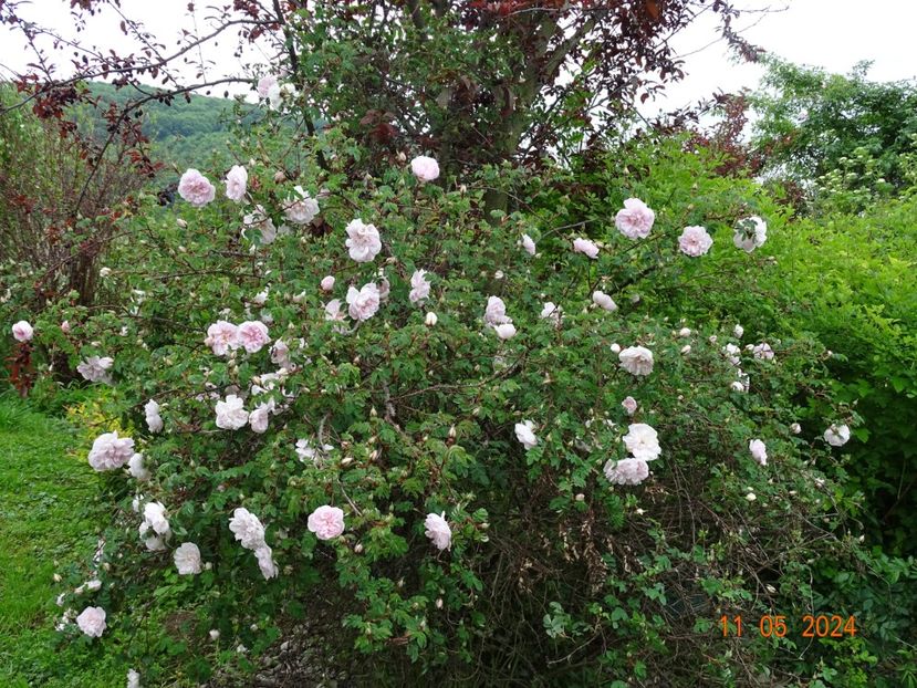 Stanwell Perpetual - Trandafiri 2024