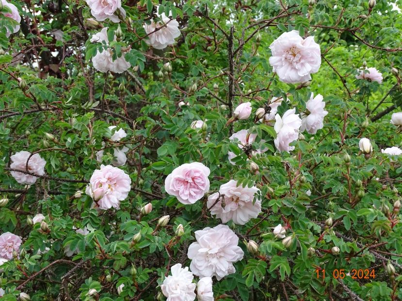  - Trandafiri 2024