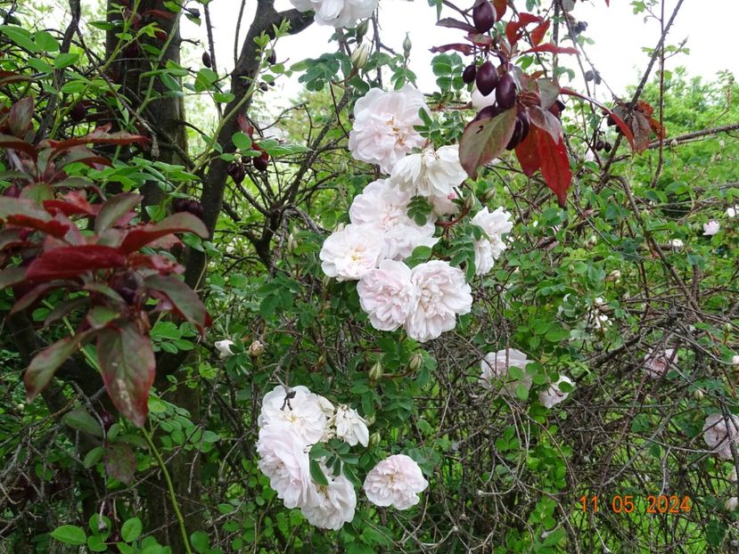  - Trandafiri 2024