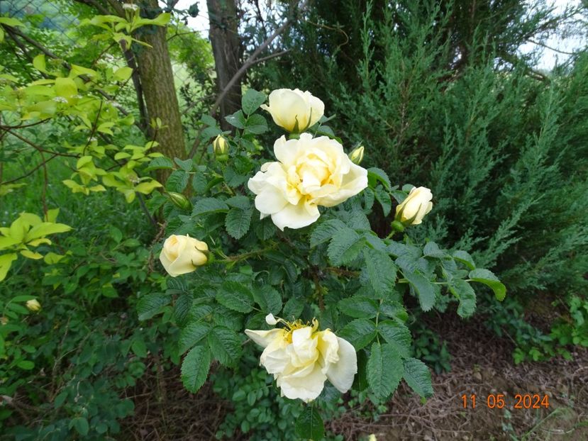  - Trandafiri 2024