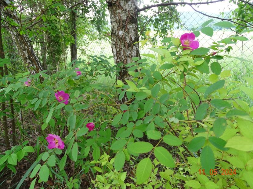 rosa pendulina - Trandafiri 2024