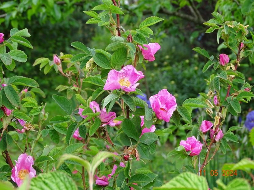 rosa virginiana - Trandafiri 2024