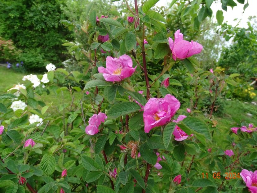 rosa virginiana - Trandafiri 2024