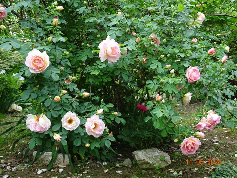  - Trandafiri 2024