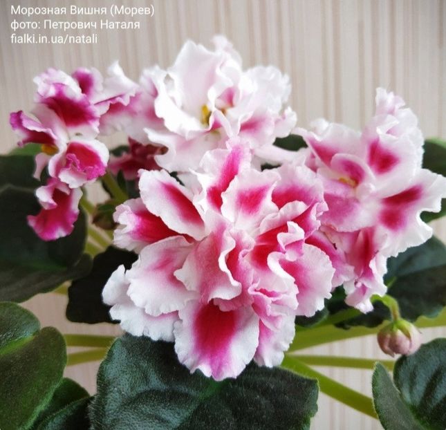 Poza net - Moroznaya Vishnya