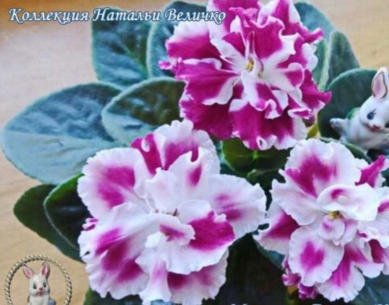 Poza net - Moroznaya Vishnya