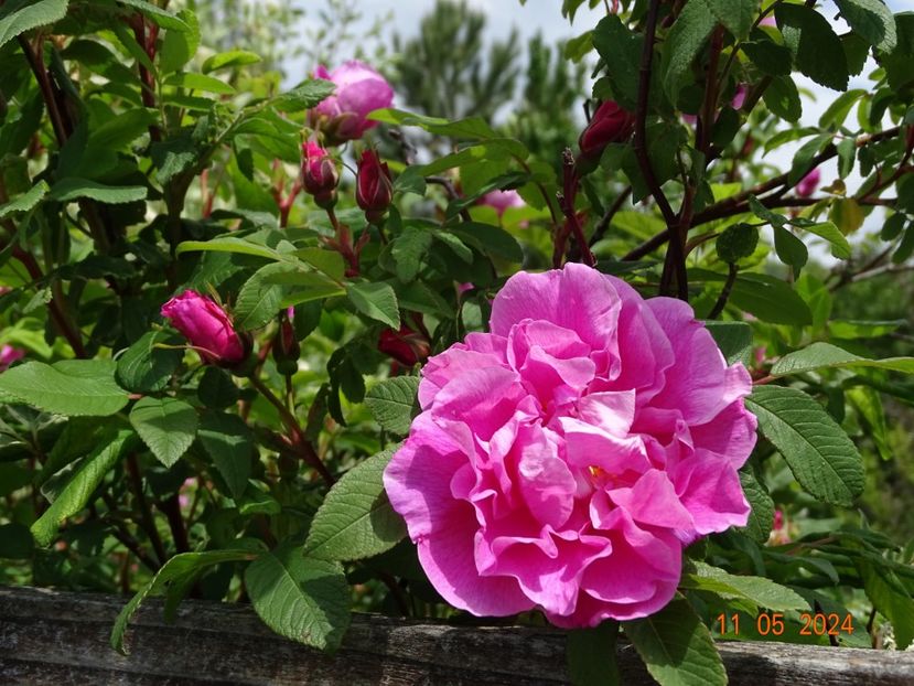  - Trandafiri 2024