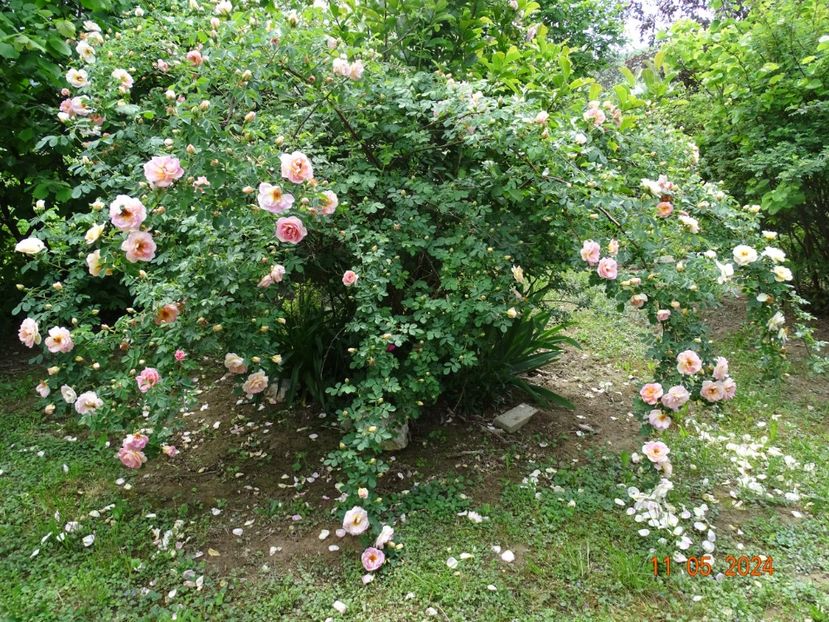  - Trandafiri 2024