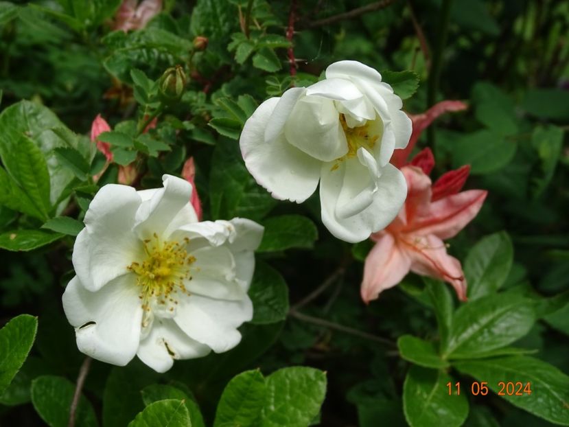 rosa spinosissima Altaica - Trandafiri 2024