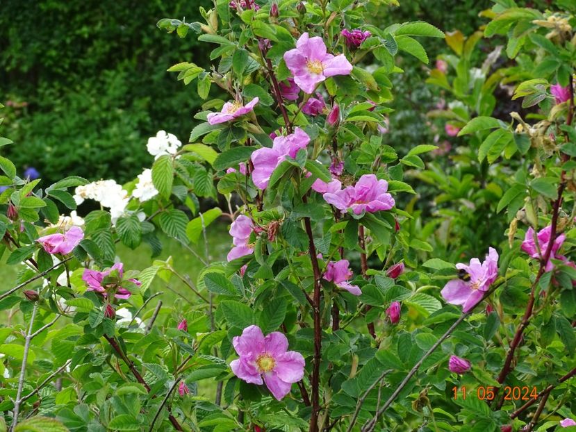 rosa virginiana - Trandafiri 2024