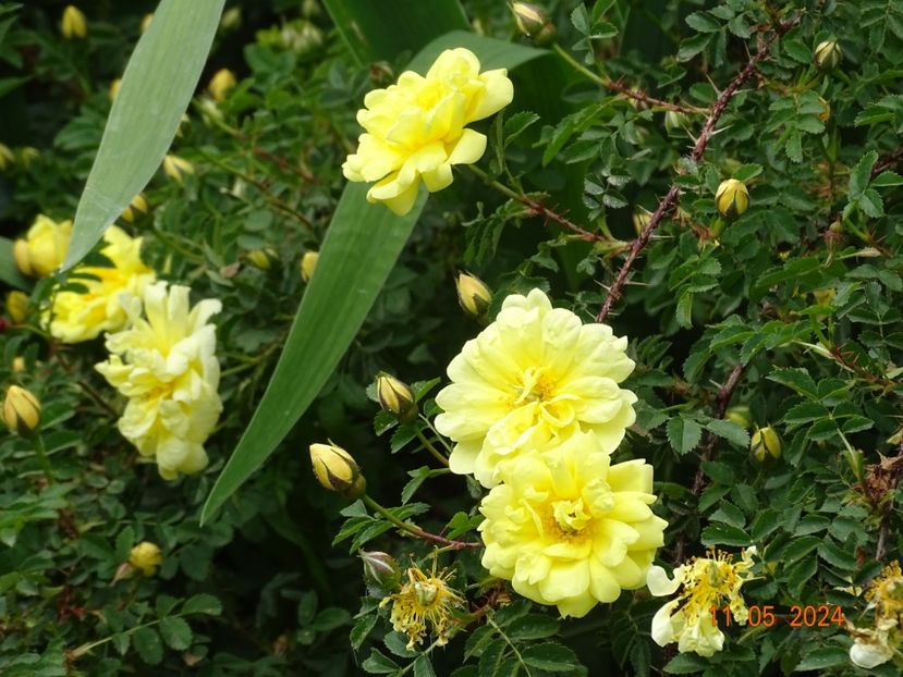 Harrison’s Yellow - Trandafiri 2024