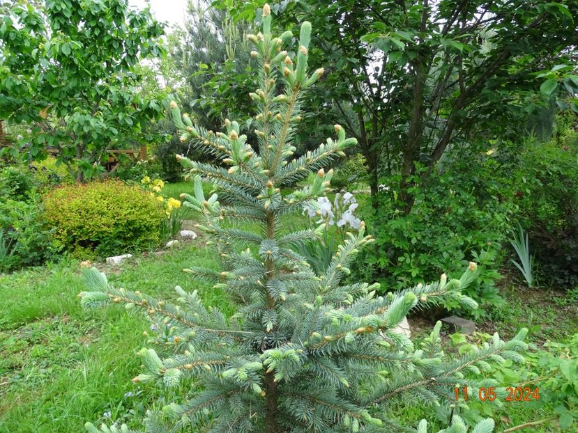 picea pungens Kaibab - Dobarland 2024 4