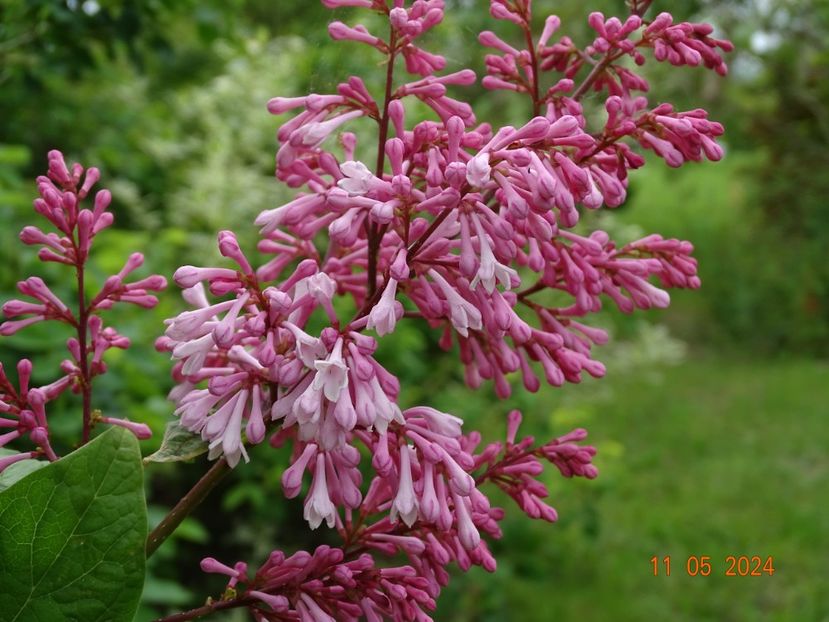 syringa x prestoniae Esterka - Dobarland 2024 4