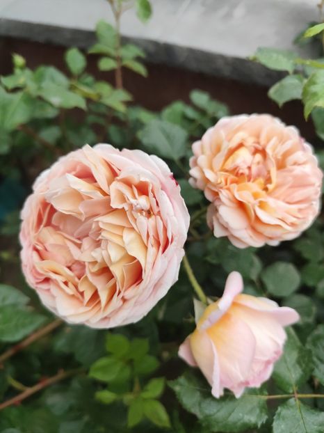  - Abraham Darby