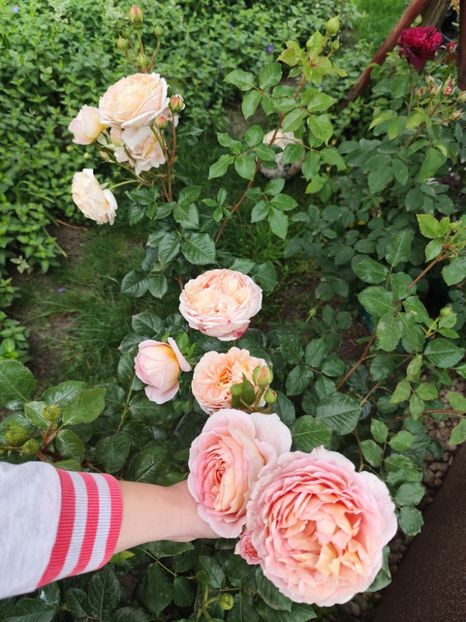  - Abraham Darby