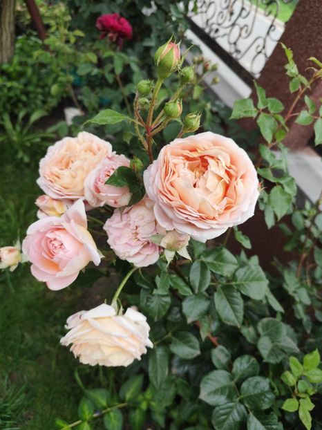  - Abraham Darby
