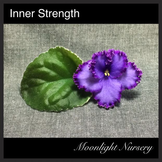Poza net - Inner Strength