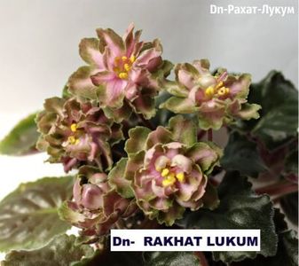 Net - DN- Rahat Lukum