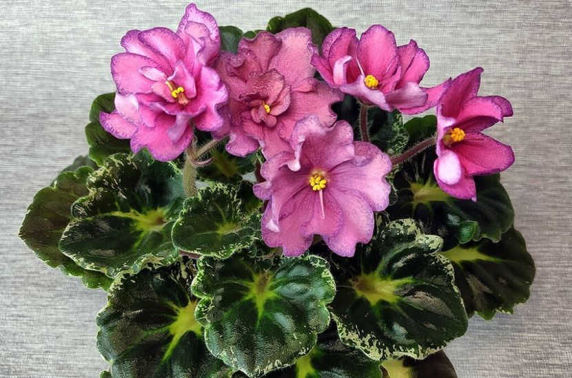 FOTO INTERNET - Zzz_Dn Malinovii Liker