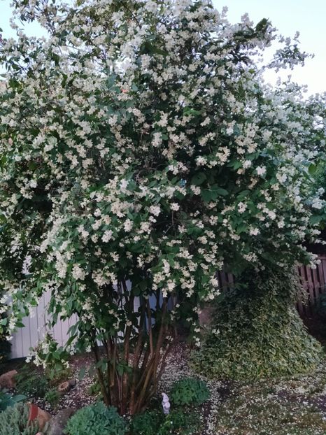 Philadelphus coronarius - Gradina si terasa PrimaLuce__11-Hello 2024