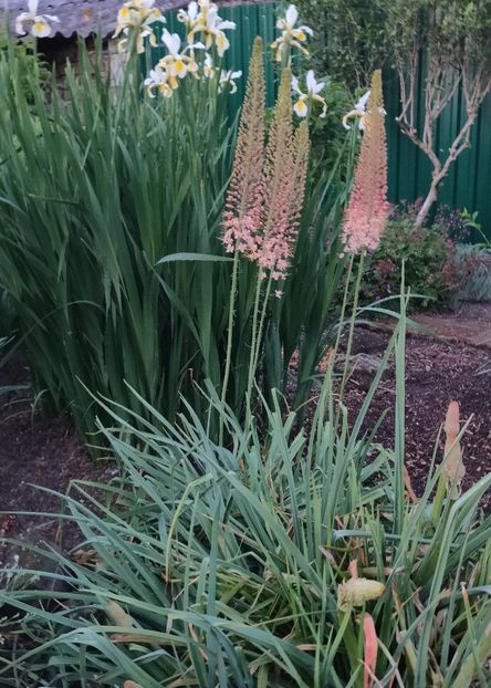Eremurus robustus - Gradina si terasa PrimaLuce__11-Hello 2024