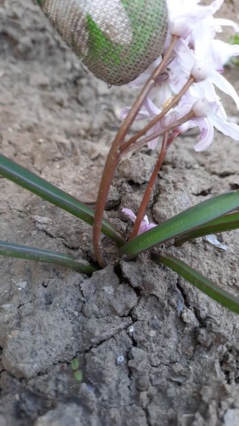 IMG-20210409-WA0002 - gradina bloc 2021