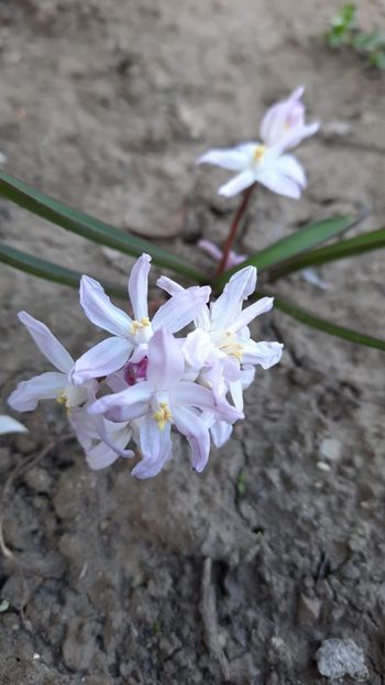 IMG-20210409-WA0001 - gradina bloc 2021