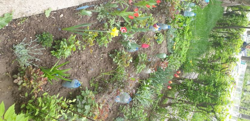  - gradina bloc 2021