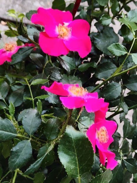 Rosa "Stadt Rom" - Gradina si terasa PrimaLuce__11-Hello 2024