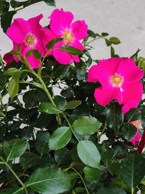 Rosa "Stadt Rom" - Gradina si terasa PrimaLuce__11-Hello 2024
