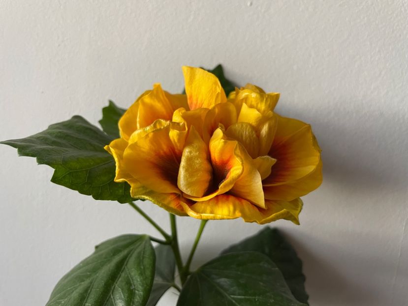  - Chi s garden Forest Rhapsody