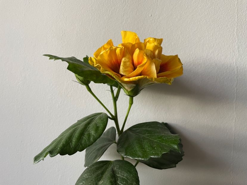  - Chi s garden Forest Rhapsody