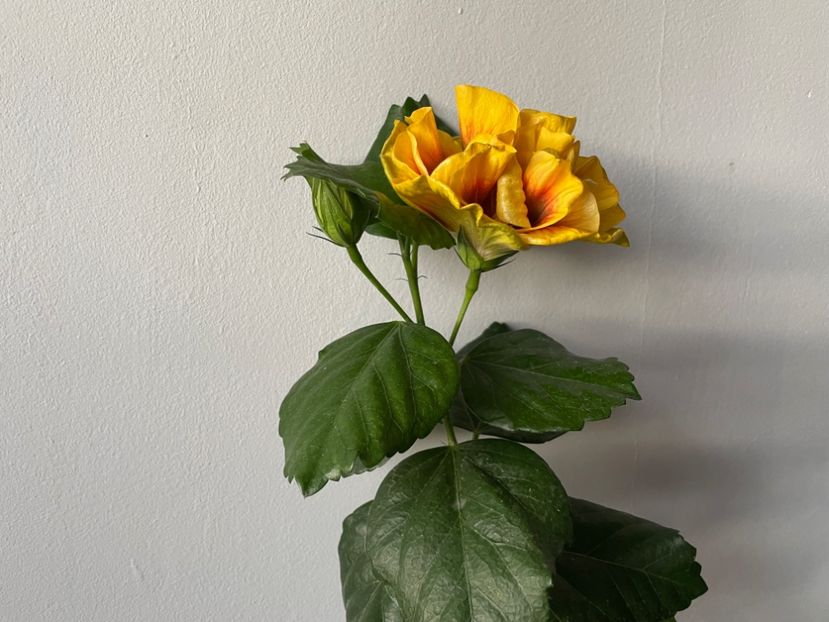  - Chi s garden Forest Rhapsody