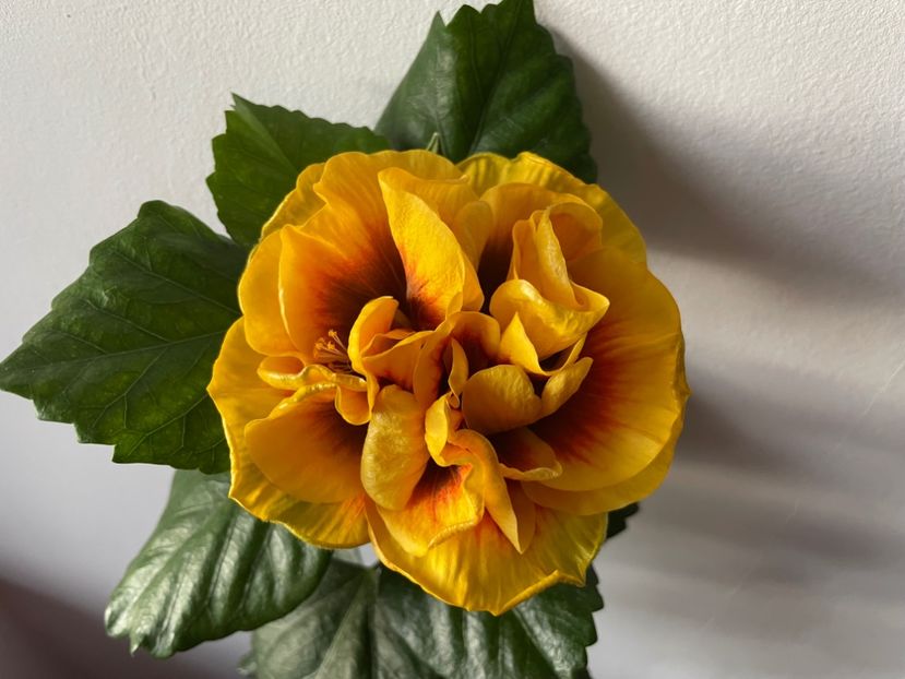  - Chi s garden Forest Rhapsody