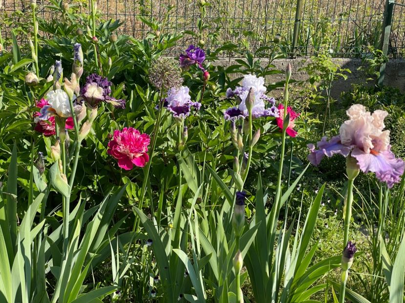  - 002 Grădina 2024 1