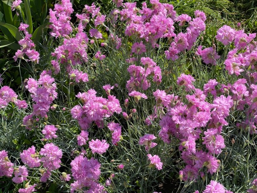  - 002 Grădina 2024 1