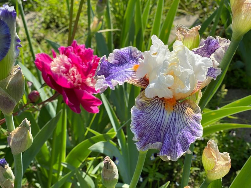  - 002 Grădina 2024 1