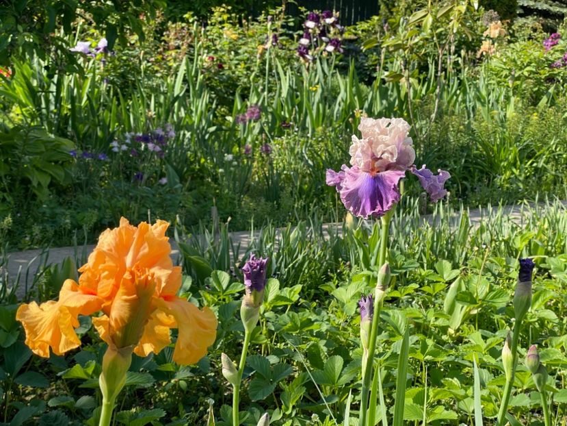  - 002 Grădina 2024 1