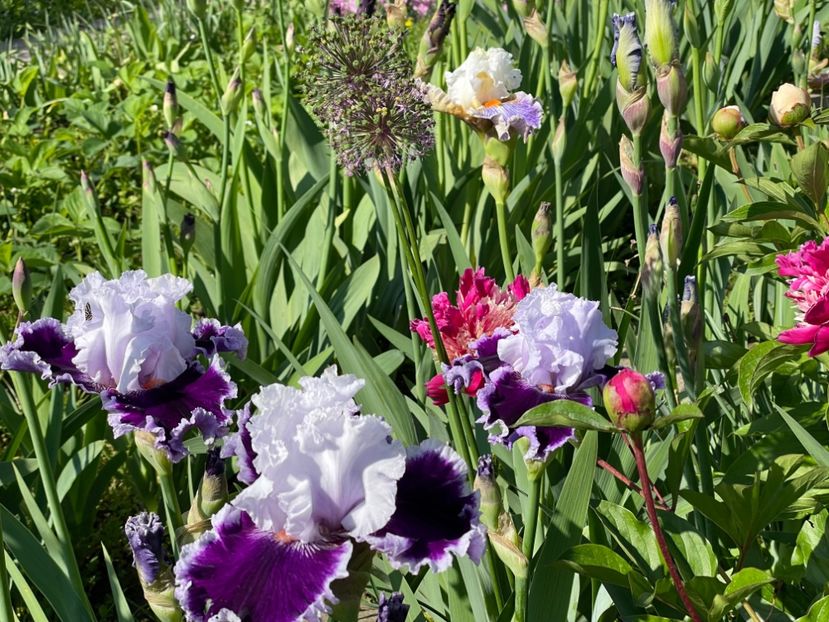  - 002 Grădina 2024 1