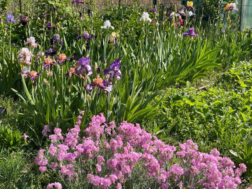  - 002 Grădina 2024 1