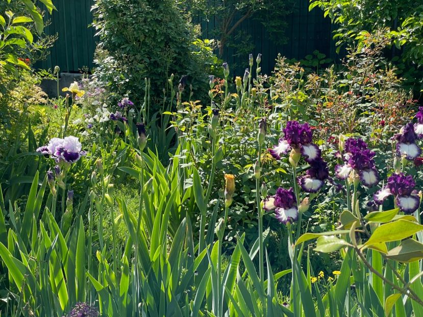  - 002 Grădina 2024 1