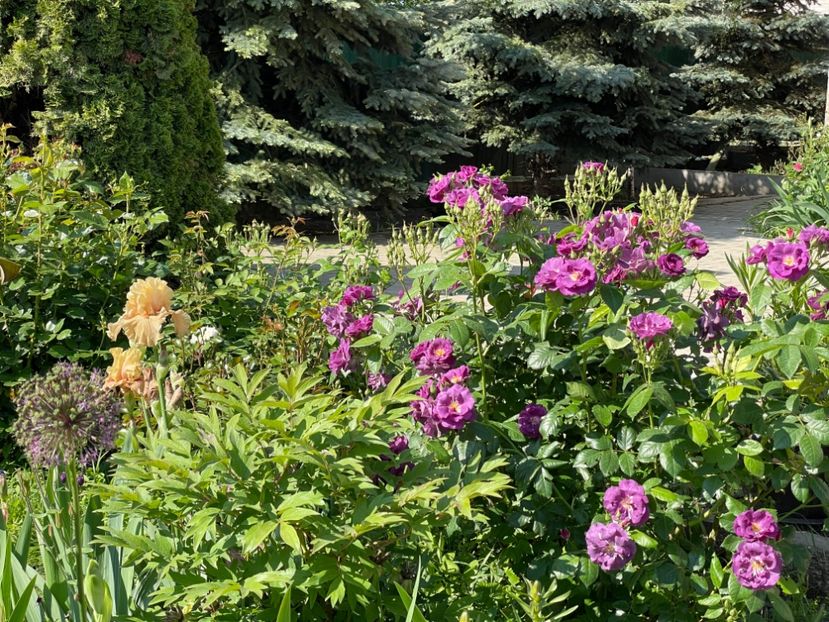  - 002 Grădina 2024 1